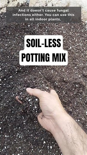 Best Soil-Less Potting Mix for Fast Plant Growth #shorts #plants #gardening
