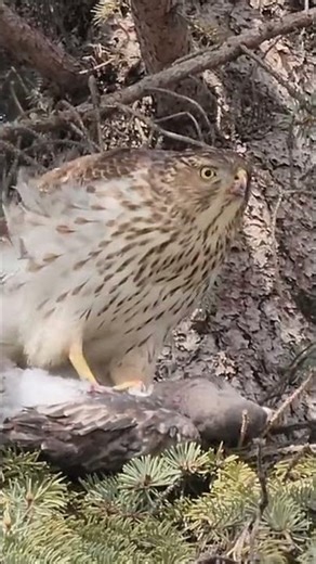 When the Hunter Strikes 😱 Falcon’s Deadly Grip on Pigeon #viral #wildlife #falcon #pigeon #shorts