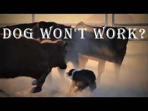 Why Your Border Collie Won't Herd Cows And How To Fix It.