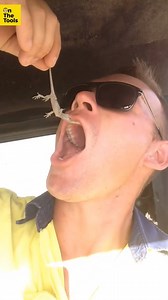 629K views · 2.2K reactions | You Aussie workers never fail to surprise us  can't believe he actually brought his goat to work  | On The Tools | Facebook