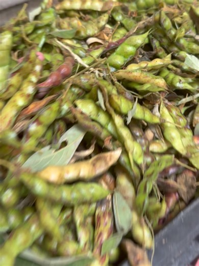 Hema Farms on Instagram: "Pigeon Pea One crop, many benefits as healthy food, fodder and for soil fertility. #togari #pigeonpea #freshharvest #abundance #sankranthivibes"