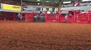 3.4K views · 324 reactions | As most of you know you can now certify your ranch raised calfs into the Bucking Bull games program to have a chance to raise a $500,000 winner. Justin Cox did just that with this calf and sold a partnership to Vic and Barb Miller. They won the first yearling event of this year this past weekend with over 100 bulls entered. We are sure they now have their sights set on $500,000 in 2017. Congratulations!!! | Exclusive Bucking Bull Info | Facebook