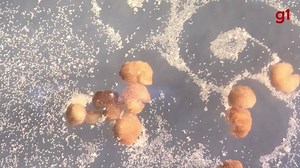 Veja como os xenobots se reproduzem