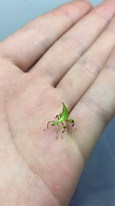 Phyllium philippinicum 😍 Insecthaus Watch in HD | Insecthaus