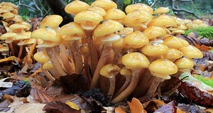 Honey fungus