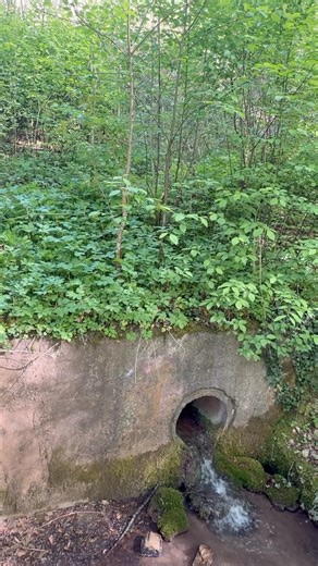 آرامش در میان جنگل‌زار و صدای آب| Peace amidst the forest and the sound of water | #literaryarts