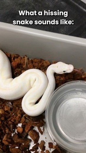 What a Hissing Snake Sounds Like: #shorts #snakes #ballpython #ballpythons #ballpythonsofinstagram #snakebreeder #ballpythonbreeder #fyp #fypシ | Rodents & Royals