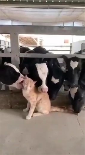 25K views · 1.9K reactions | Viaţa unui animal e împărţită între a iubi şi a-i învăţa pe oameni să se iubească. | Oda Timpului | Facebook