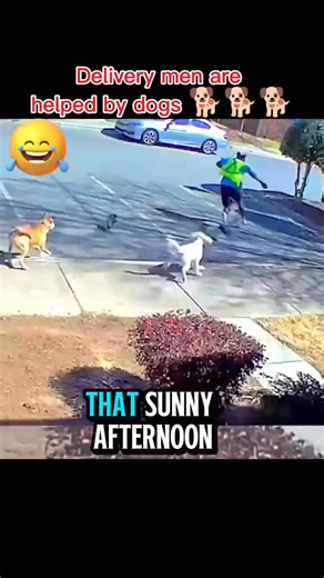 animal fyp dog animals fouryou animallife_tv | Crazy Animals