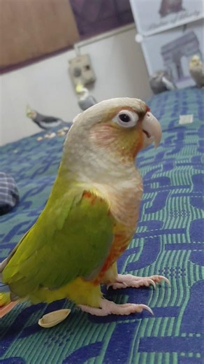 conure and cockatiels smash #cockatiel #parrot #birds #shortvideos #ytshorts #foryou #fyp #cute