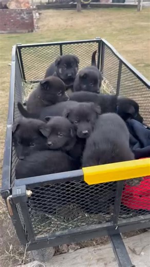 6 comments | I have puppies AKC German Shepherd puppies that are 8 weeks this week and have had their shots. Parents are on site. If you see this post please share for me. | Tiny Royal German Shepherd Puppies | Facebook