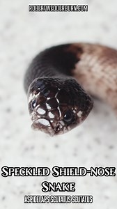 15K views · 283 reactions | This Snake Has a Shield on Its Nose! Observe the rare speckled shield-nose snake, also known as Aspidelaps scutatus, in its natural glory. As a wildlife filmmaker, I aim to capture the beauty of every snake I encounter. This short nature documentary highlights the unique keeled scales of the Shield Nose Snake. #cobra #snake #snakes #herpetology #snakesofinstagram | Robert Wedderburn Productions | Facebook