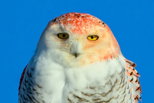 Rusty-colored Michigan snowy owl turning heads, likely a genetic mutation