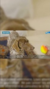 Seresto pour Petit Chien : Est-ce vraiment le meilleur collier anti-puce ?