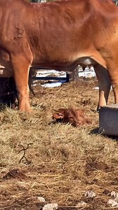 Born at 20° with 4” of ice on the ground ❄️ A first-calf Brahman heifer doing exactly what she’s built to do. Her F1 heifer calf hit the ground tough, got up, and is doing great. That’s maternal instinct. That’s hybrid vigor. Real cattle. Real weather. Ranch life, unfiltered. #Brahman #F1Heifer #HybridVigor #MaternalPower #ColdWeatherCalving #RanchLifeUnfiltered #FunctionalCattle #KeepTheQualityUp | Butler Polled Brahmans