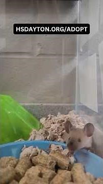 Popping Up & Ready For Adoption: Did you know mice are great pets? 🐭💕