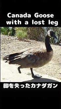 Canada Goose with a lost leg (脚を失ったカナダガン)、カリフォルニアの愛しい鳥たち