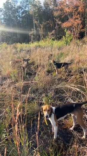 Responsible Deer Hunting Practices for Dog Hunters