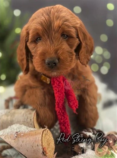 F1 Goldendoodle Puppies | Individual Portraits | Ruthie x River
