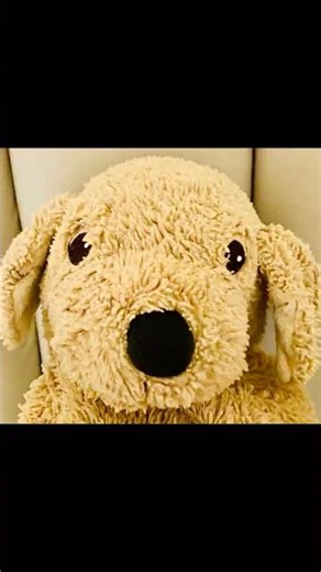 My toy dog daily routine. #dog #shorts #dailyroutine