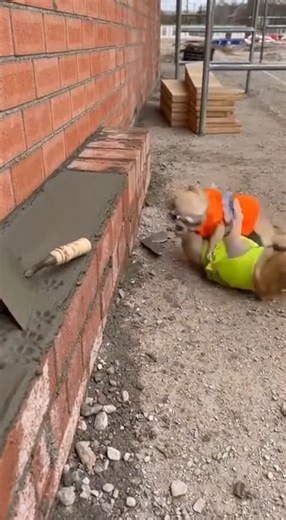 they got into one #ChihuahuaLove #ChihuahuaLife #ChihuahuaWorld #ChihuahuaPuppy #ChihuahuaOwners #ChihuahuaAdventures #ChihuahuaCommunity #ChihuahuaCuties #ChihuahuaFun #ChihuahuaFamily | Chichi Charlie