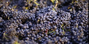 Why California is banning chlorpyrifos, a widely-used pesticide: 5 questions answered