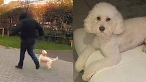 Moment family's cockapoo is dognapped in broad daylight