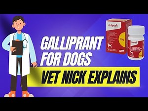 Galliprant for Dogs - Vet nick Horniman explains how it works and how to buy it affordably
