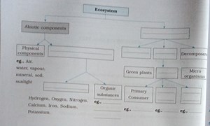 Fill in the blanks in the ecosystem diagram. The diagram includ... | Filo