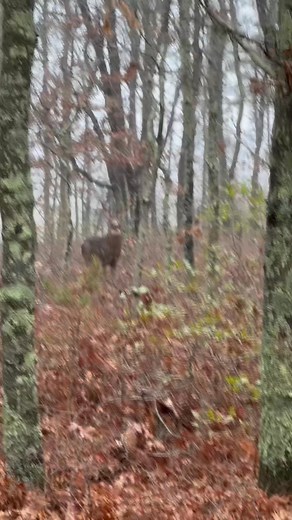6.9K views · 260 reactions | Just driving to work this morning and I look over and some old bastard is tending a couple doe. ￼ Walked right up to him and he started stomping and held his ground! | Chuck Martinsen | Facebook