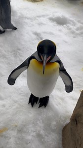 When Mum asks you to stay still for a photo | SEA LIFE Melbourne Aquarium | Facebook