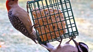The Bird Watcher: Everything you've always wanted to know about suet