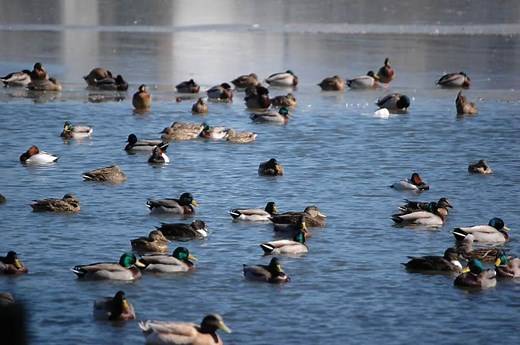 NJDEP| Fish & Wildlife | 2025-2026 Migratory Bird Season Information and Population Status