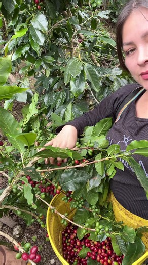 Cosecha de Café: Un Programa Vivencial