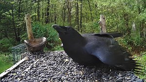12K views · 458 reactions | A very vocal crow! (the beginning might be a bit loud when he lets out a big "caw caw"!) I love to hear crows "talking" to each other! This guy has a lot to say but the other one doesn't seem to be engaging! These crows spend most of their days in or around our yard. I don't think they are ever very far away! #birds #birdwatching #nature #wildlife #crows #spring #kalamazoo #birdsytv | The Bird Perch | Facebook