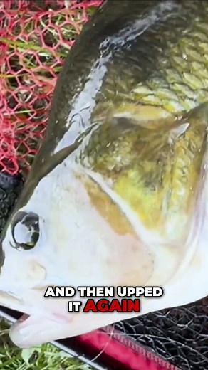 4.7K views · 70 reactions | Full episode live on the Fox Rage TV...