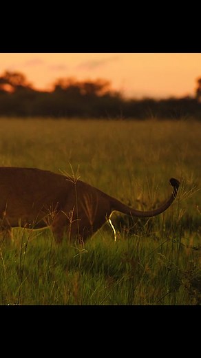 animaltracks on TikTok