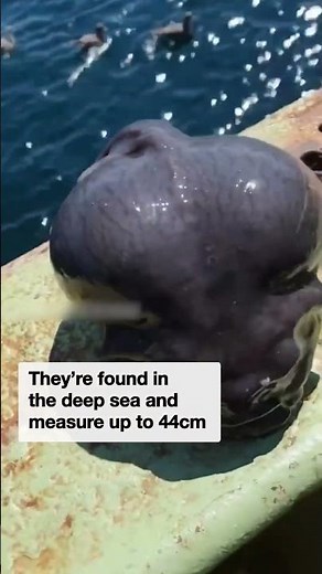 Deep sea fisherman captures terrifying ‘alien’
