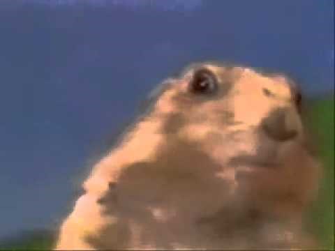 Meme - Dramatic Chipmunk