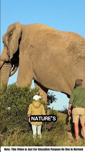 🔥 The Biggest Elephant Ever Seen – You Won’t Believe What It Can Do! 🐘😱