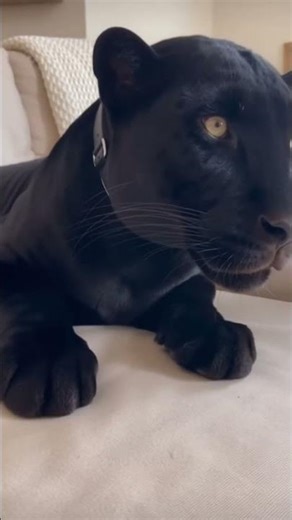 Quando chego em casa e chamo minha pantera #blackpanther