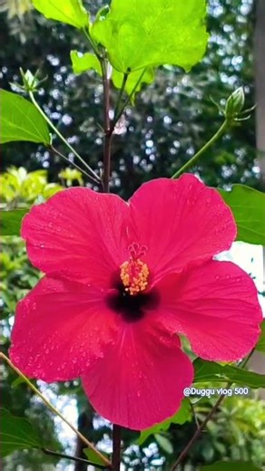 Different types of hibiscus 🌺||home#garden#flowers#
