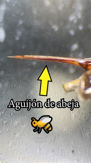 Posoco2000 on Instagram: "🐝 El Aguijón Vs El Microchip #nanotecnologia #microchips #ingenieria #tecnologia #biologia"