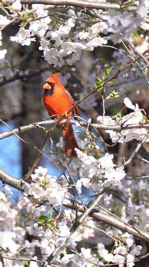 The Northern cardinal (Cardinalis cardinalis), also commonly known as the common cardinal, red cardinal, or simply cardinal #birds #bird #beautifulbirds #birdconservation #birdlovers #birdslover #birdsounds #birdwatching #birdspecies #birdphotography #animals #animal #nature #naturelovers #birdsofprey #avianbeauty #amazing #wildlife #wildlifephotography #wildlifephotography #birdsongs #birdsinging #birdssinging #birdschirping #hummingbirds | عالم الطيور-Birds World