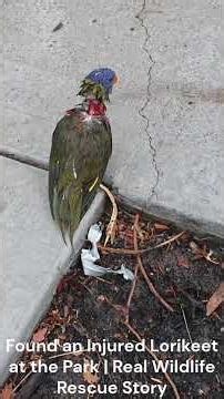 Found an Injured Lorikeet at the Park | Real Wildlife Rescue Story