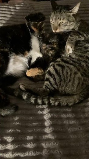 Cats Cuddling #cats