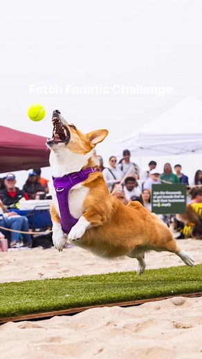 🎾🐾 CALLING ALL FETCH FANATICS! 🏆🐶Think your corgi has the fastest fetch game on the beach? 🌊 The Fetch Fanatic Challenge is a high-speed, ball-chasing showdown where corgis race against the clock to fetch as many balls as possible in 60 seconds! The top retriever will take home the title, prizes, and ultimate fetch bragging rights!🔥 Pre-registration REQUIRED! Sign up starting 3/19 at 10AM SHARP (link goes live then). Day-of waitlist spots available at the Main Arena.Let’s see who’s got the