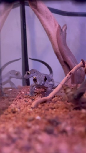 I love these guys they’re so dumb looking 🥲 #reptiles #pets #petsoftiktok #gecko #lightswitch