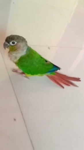 Green cheek conure whistling | conure sound