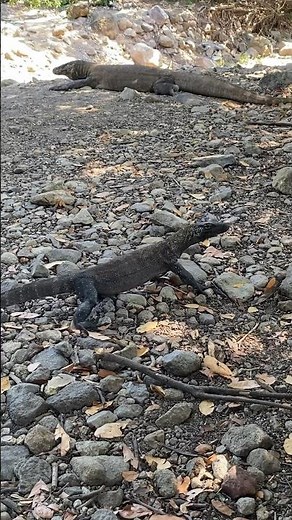 Komodo dragon mother hunting baby Komodo dragon😨